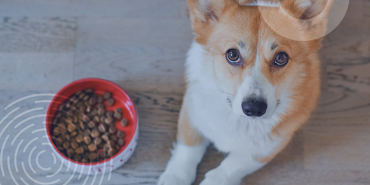 cachorro-do-lado-de-um-pote-de-ração