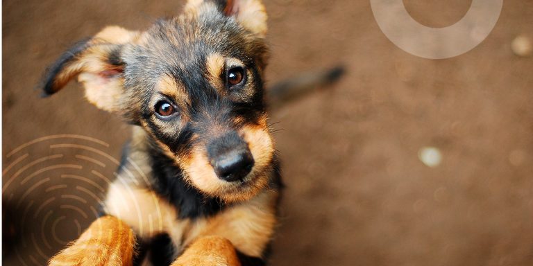 Cão olhando e apoiando a pata