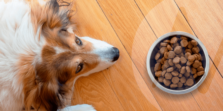 Cachorro deitado com pote de ração