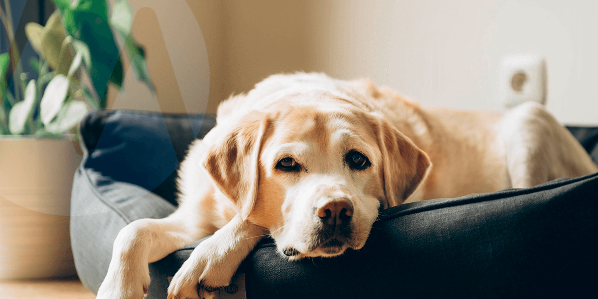 Cachorro deitado em caminha